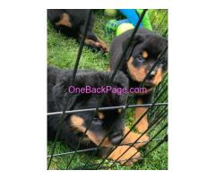 PUPPIES ???? they are  Rottweilers ! We can't keep 5 puppies sadly.. so they are in need of good home