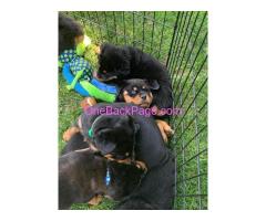 PUPPIES ???? they are  Rottweilers ! We can't keep 5 puppies sadly.. so they are in need of good home