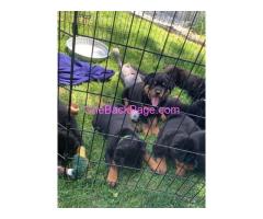 PUPPIES ???? they are  Rottweilers ! We can't keep 5 puppies sadly.. so they are in need of good home